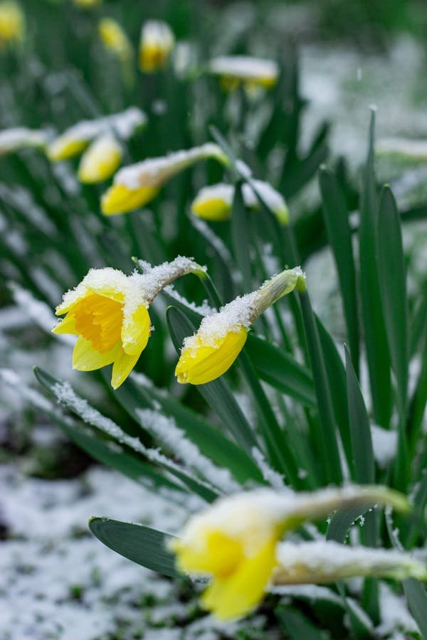 Farmingdale observer: essential tips for winter gardening success